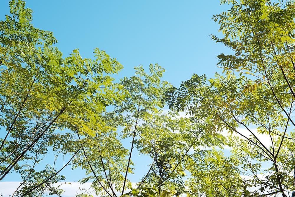 未使用品 ライカMマウントレンズ 50mm F1.1 フルサイズ