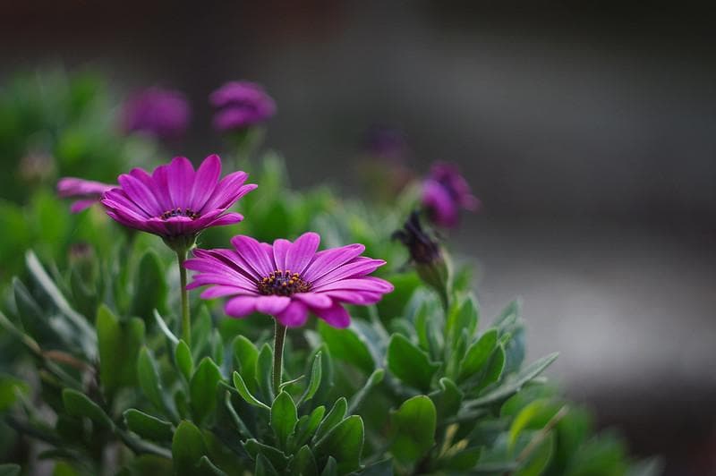 68 未使用　ぐるぐるボケレンズ　 ヘリオス　44-2　M42 アダプター付