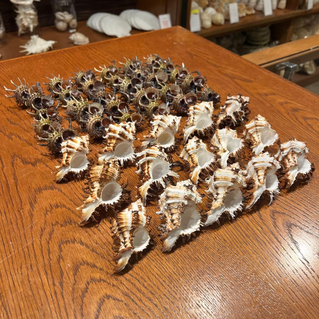 美品　ミサカエカタベ　30点　インド産　ノシメガンセキ　15点　計45点セット