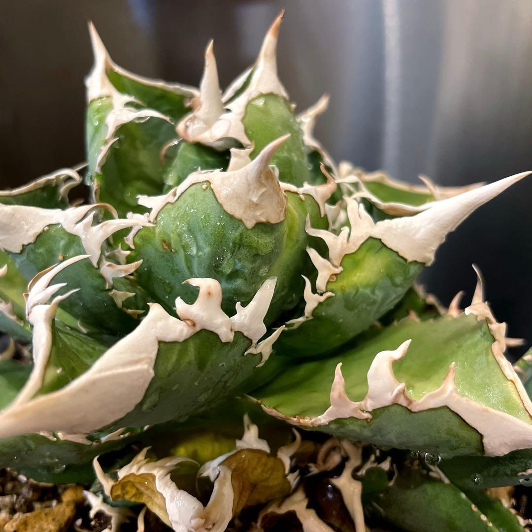 アガベ 特選 大白鯊 親株 子株大量セット ホホジロザメ　白豪刺　チタノタ