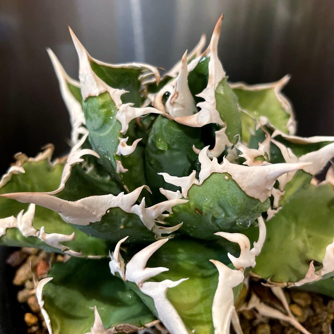 アガベ 特選 大白鯊 親株 子株大量セット ホホジロザメ　白豪刺　チタノタ