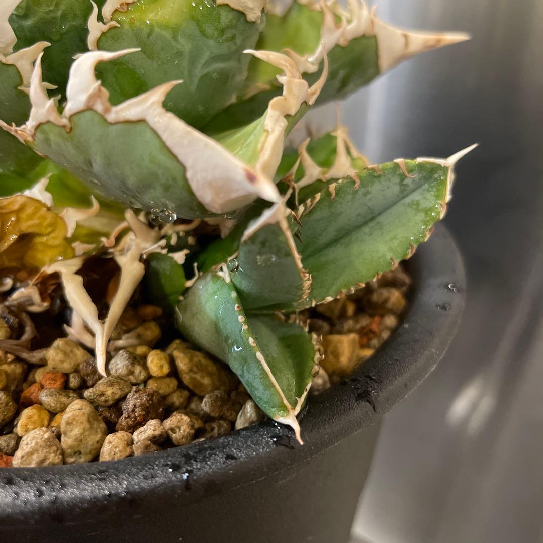 アガベ 特選 大白鯊 親株 子株大量セット ホホジロザメ　白豪刺　チタノタ