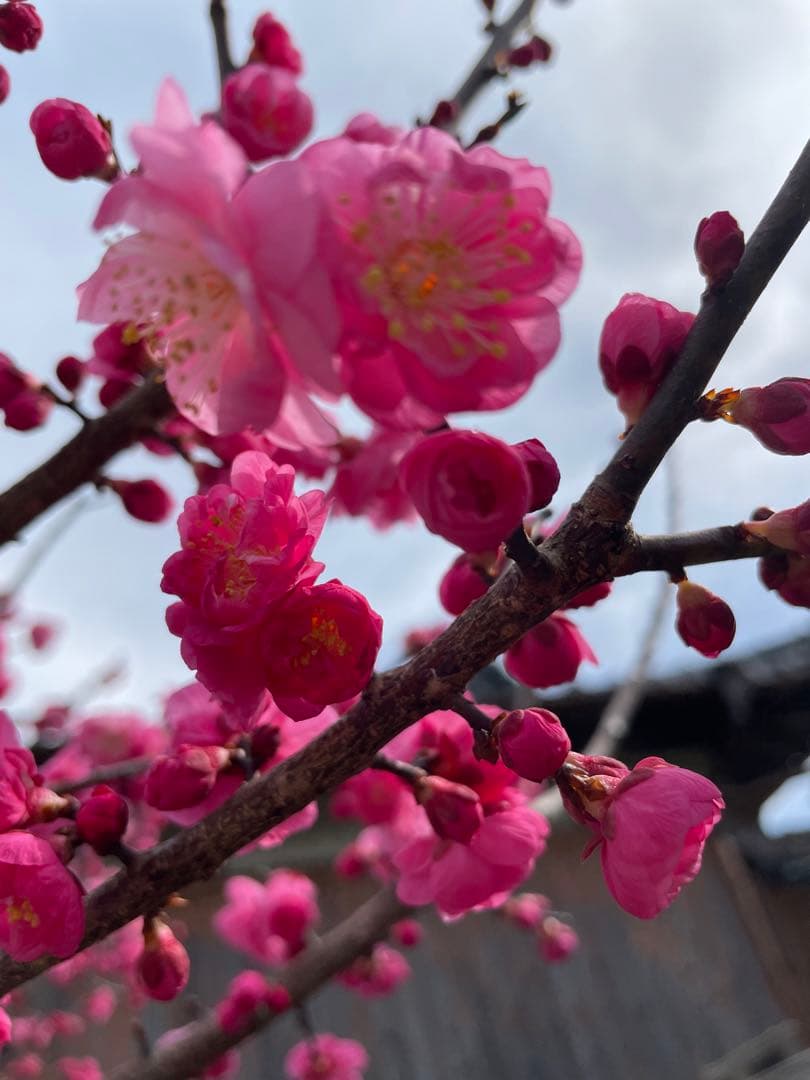 超徳！18kg180束入り2個送料無料！お姫さまマーク手延そうめん