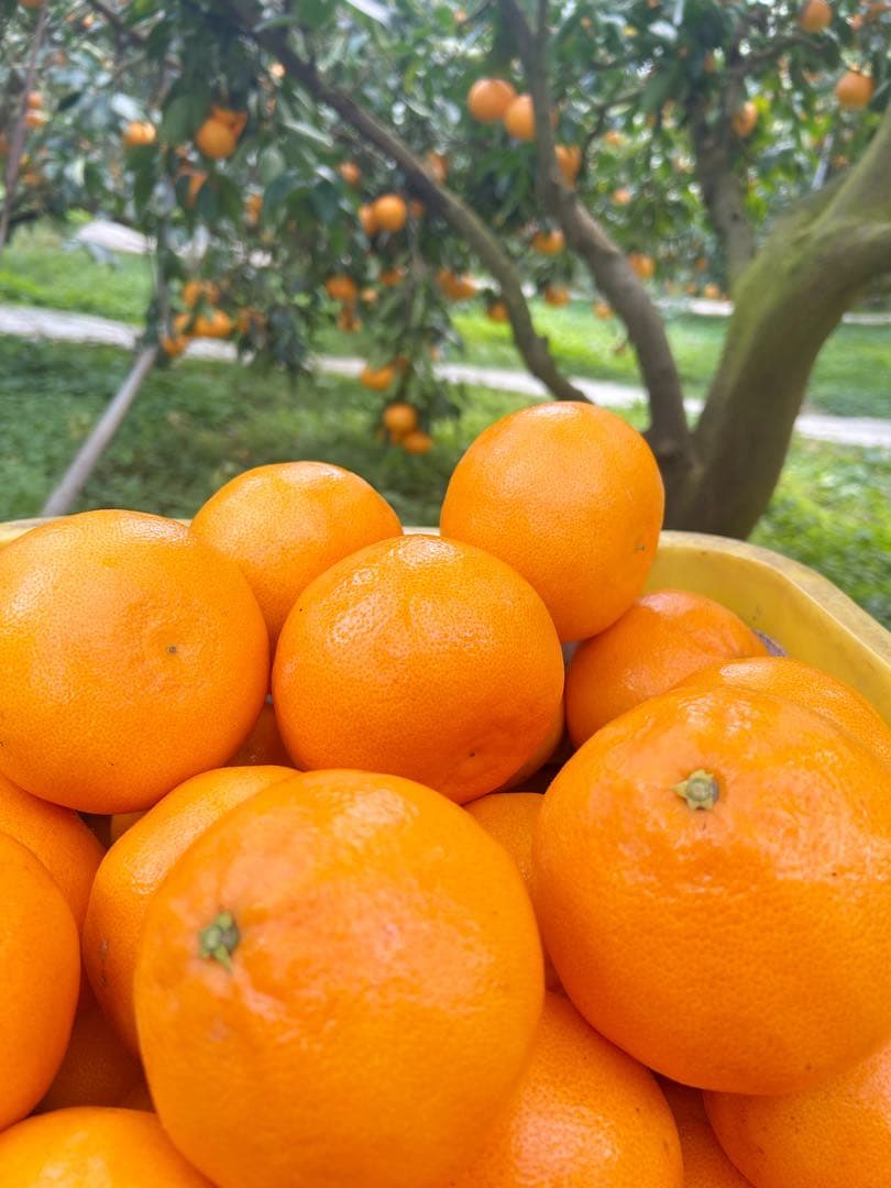 せとか 10玉　2箱セット