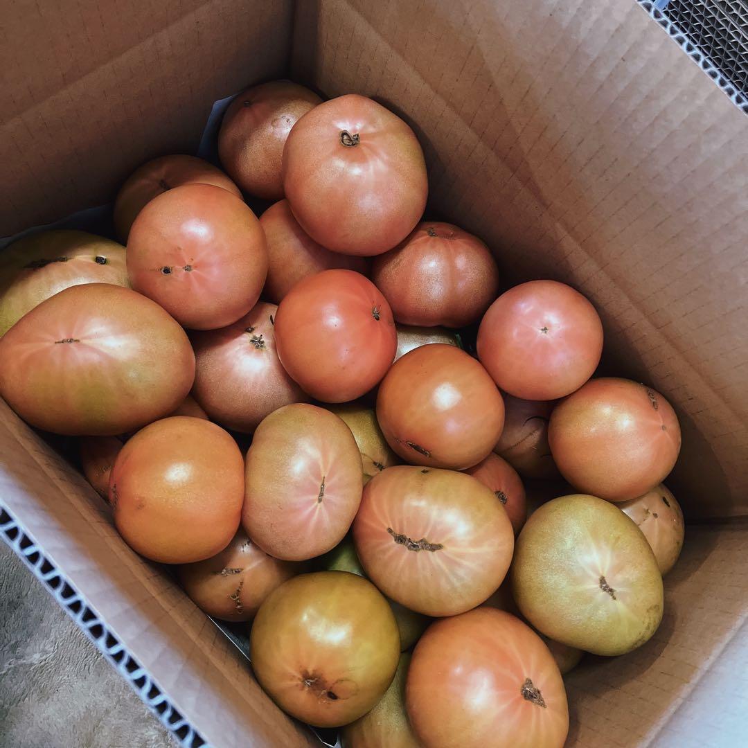 マリーちゃんです！3日出荷予定‼️訳ありトマト9キロ以上