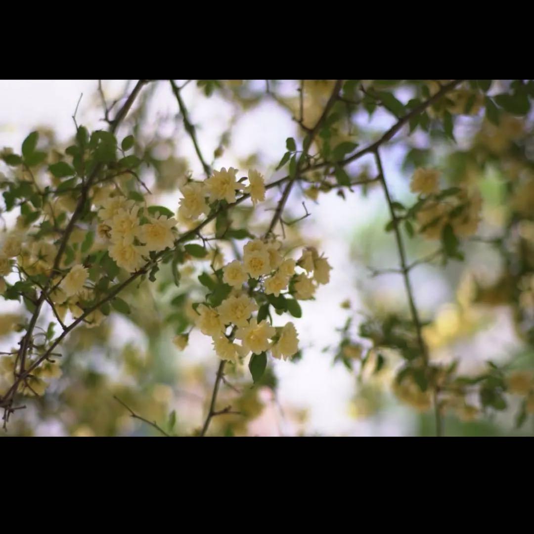 写真が上手くなる単焦点レンズ！SONYミラーレスカメラ用サードパーティ製品！綺麗