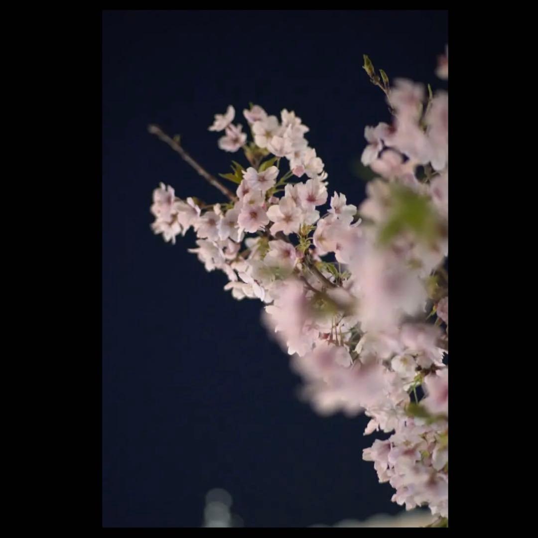 写真が上手くなる単焦点レンズ！SONYミラーレスカメラ用サードパーティ製品！綺麗