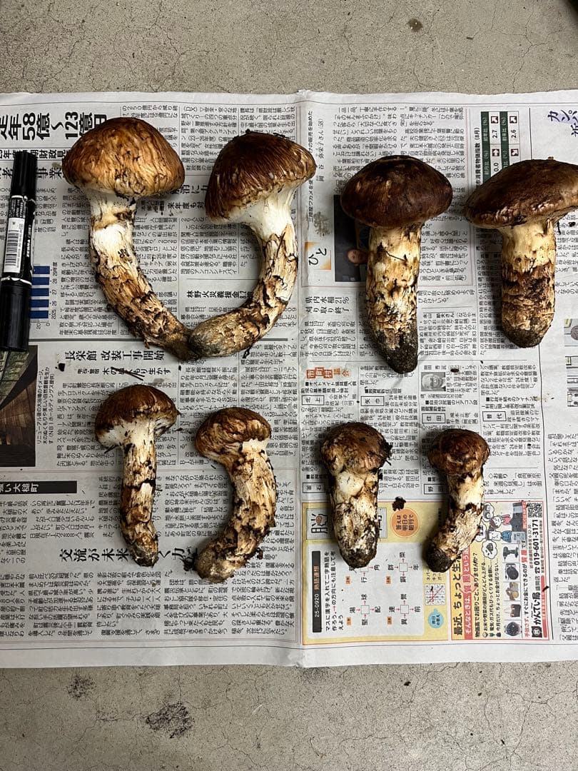 岩手県産松茸　良型　2 今期最終