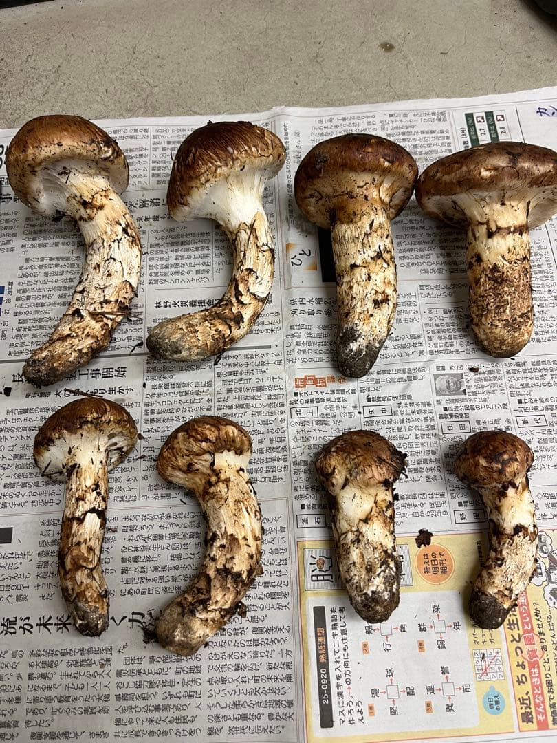 岩手県産松茸　良型　2 今期最終