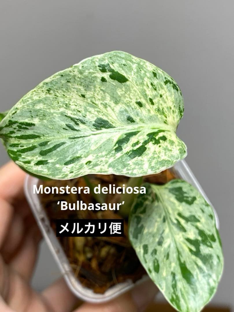 【全葉斑入り‼️】モンステラ　デリシオーサ　バルバソー　フシギダネ/ベトシオーサ