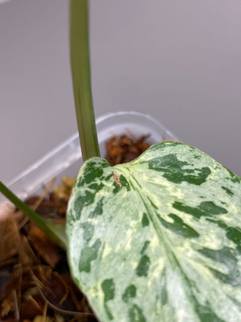 【全葉斑入り‼️】モンステラ　デリシオーサ　バルバソー　フシギダネ/ベトシオーサ