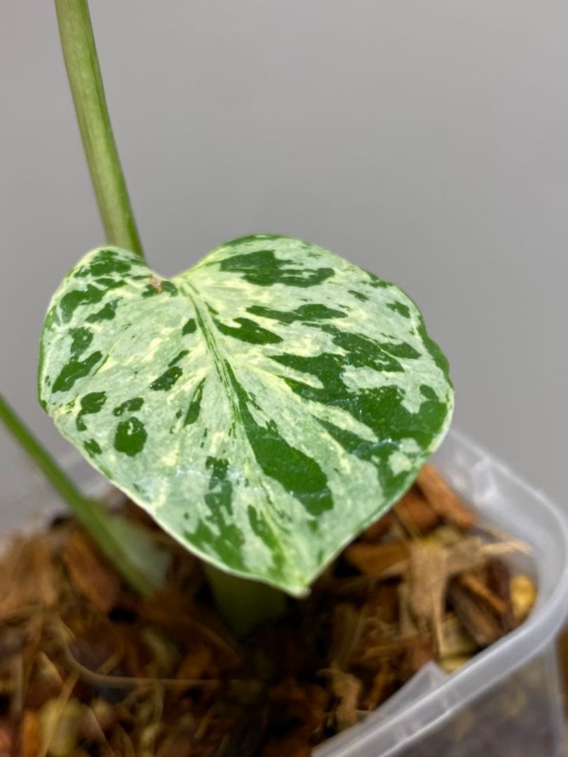 【全葉斑入り‼️】モンステラ　デリシオーサ　バルバソー　フシギダネ/ベトシオーサ