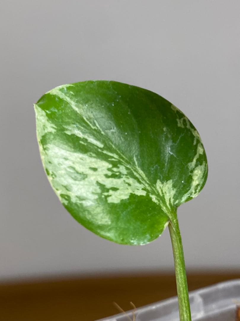 【全葉斑入り‼️】モンステラ　デリシオーサ　バルバソー　フシギダネ/ベトシオーサ