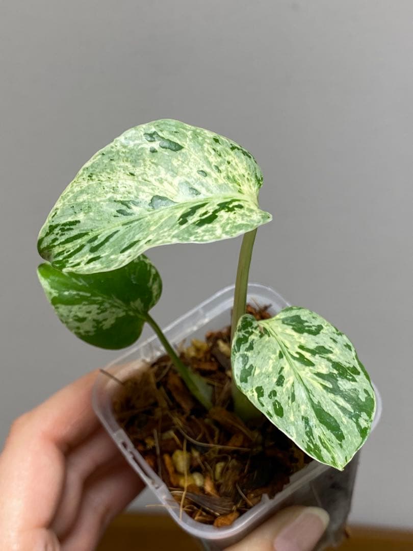 【全葉斑入り‼️】モンステラ　デリシオーサ　バルバソー　フシギダネ/ベトシオーサ
