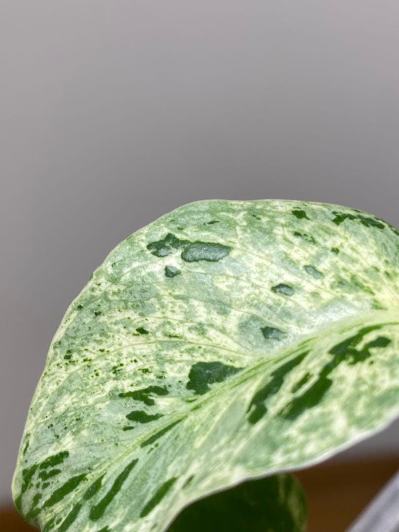 【全葉斑入り‼️】モンステラ　デリシオーサ　バルバソー　フシギダネ/ベトシオーサ