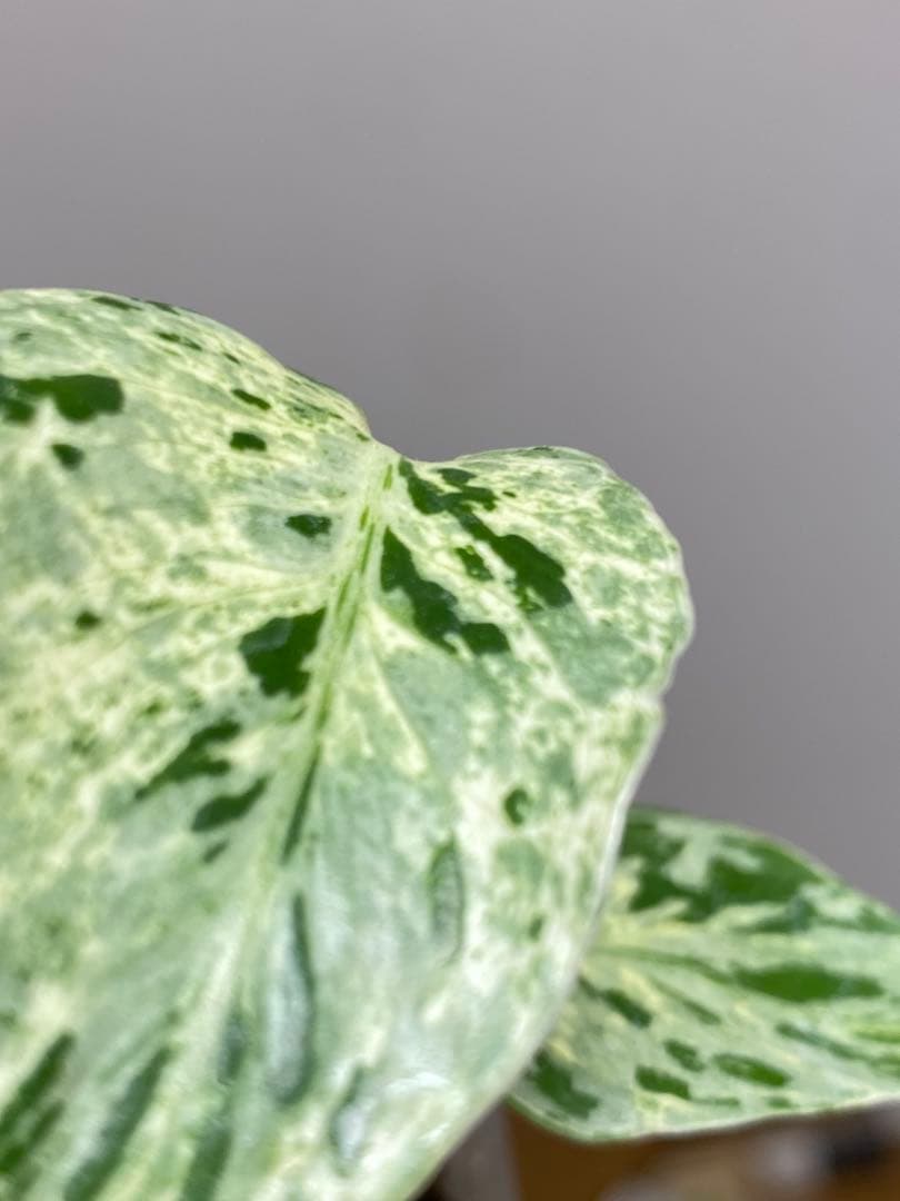【全葉斑入り‼️】モンステラ　デリシオーサ　バルバソー　フシギダネ/ベトシオーサ