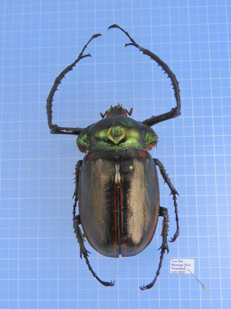 ヤンソニーテナガコガネ　69mm