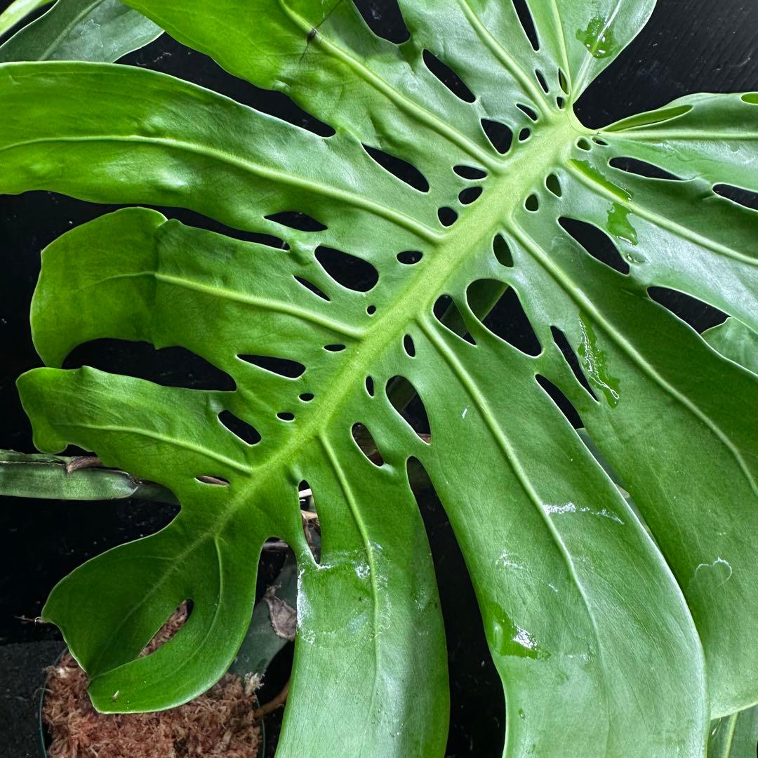 T*K様 モンステラデリシオーサマクロコズム超希少系統鉢植え56㎝