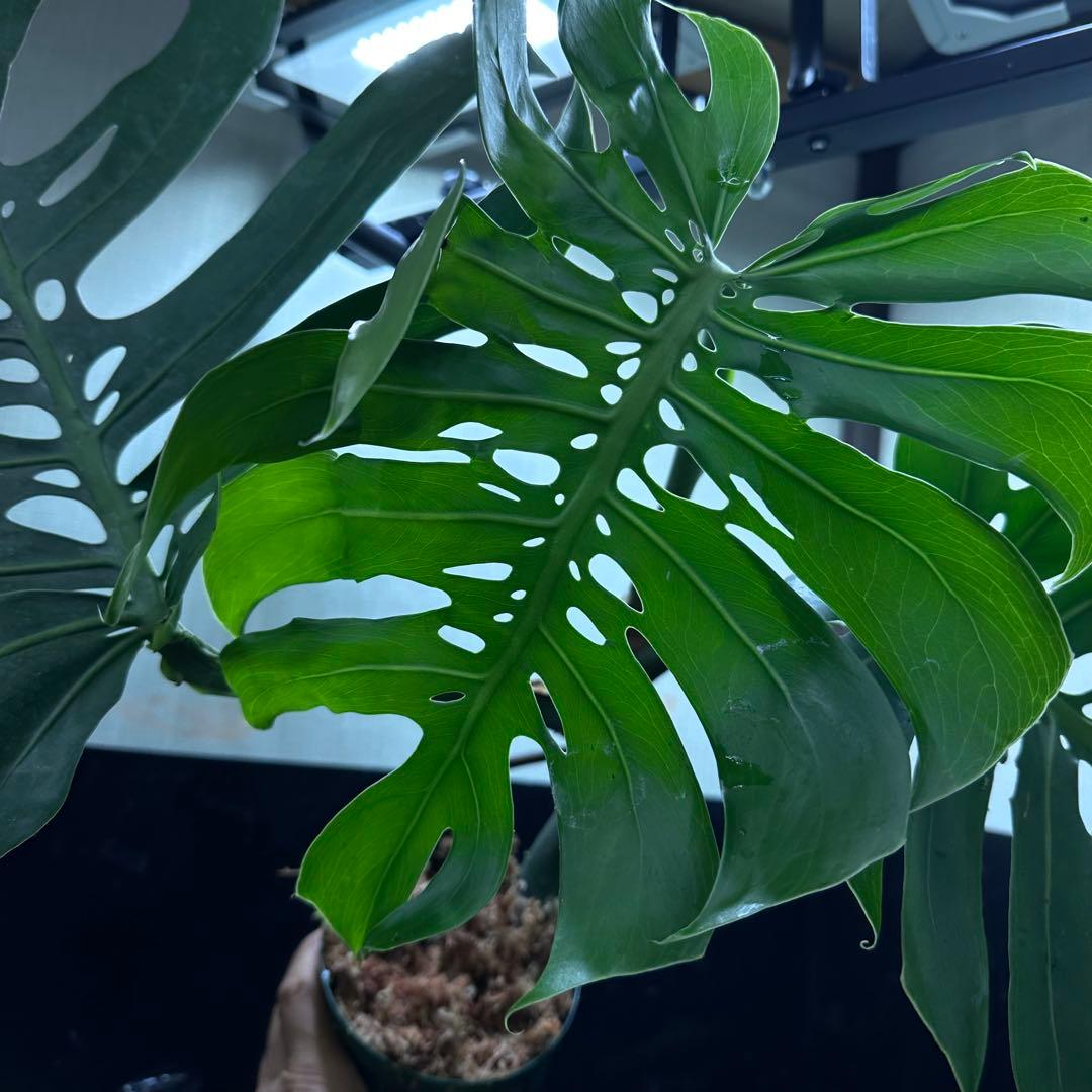 T*K様 モンステラデリシオーサマクロコズム超希少系統鉢植え56㎝