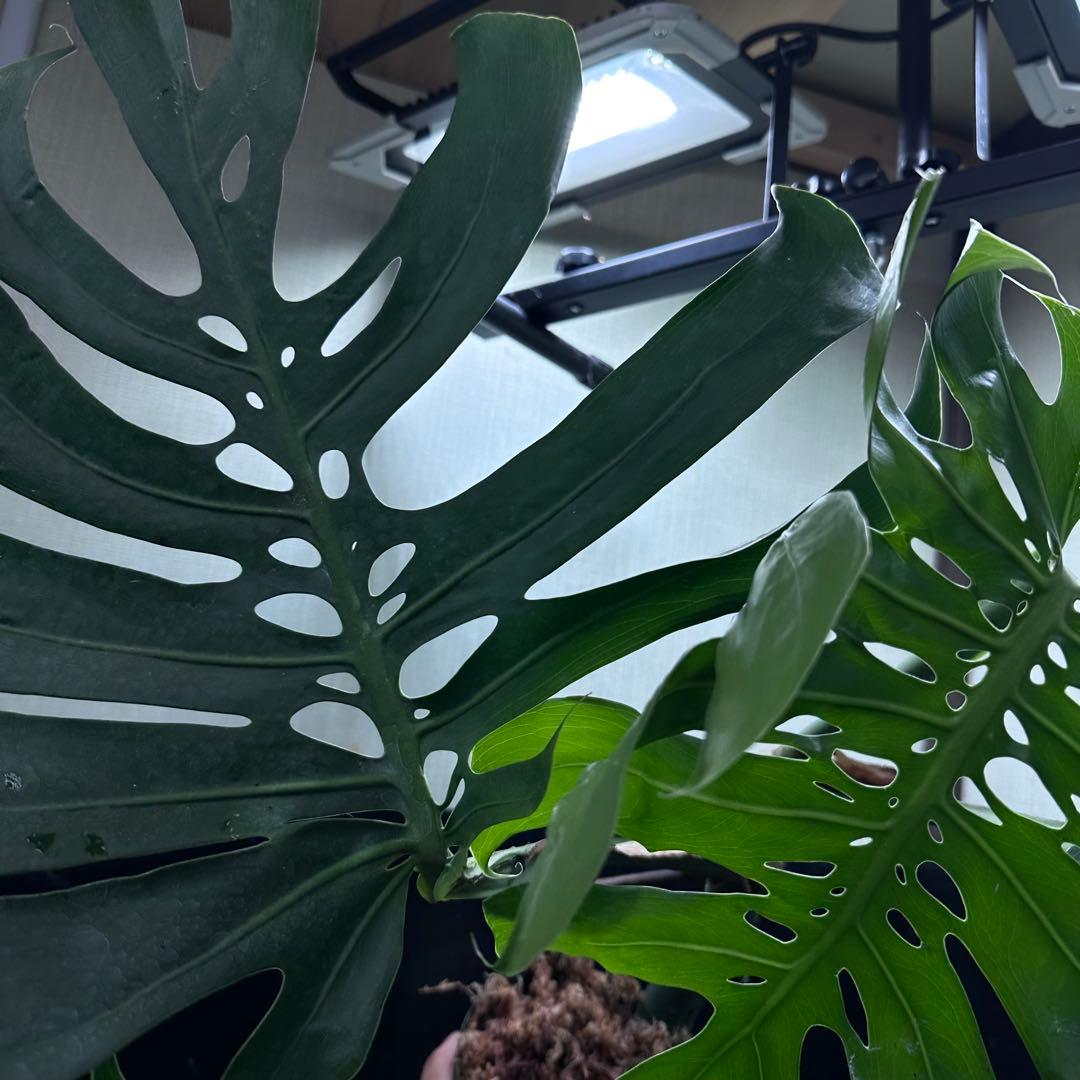 T*K様 モンステラデリシオーサマクロコズム超希少系統鉢植え56㎝