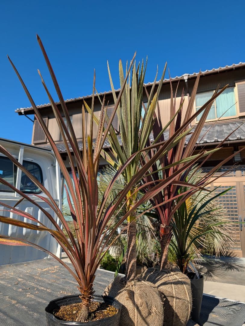 【リピ割Grand Grenier様】コルジリネ 4種セット188