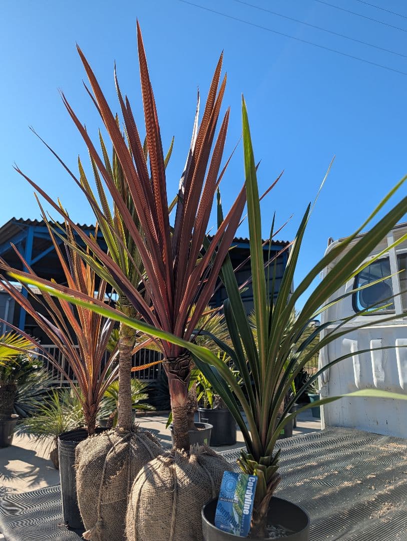 【リピ割Grand Grenier様】コルジリネ 4種セット188