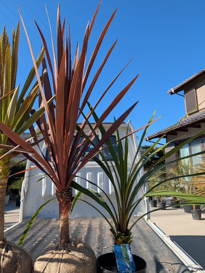 【リピ割Grand Grenier様】コルジリネ 4種セット188