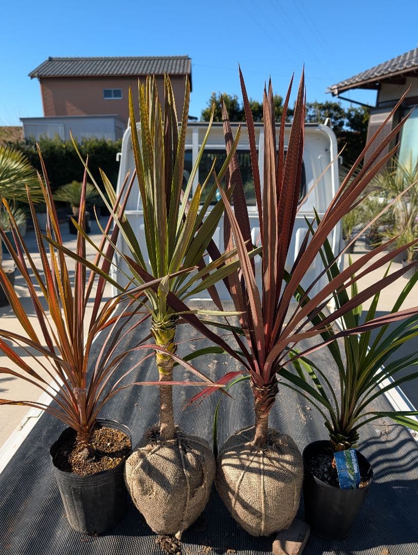 【リピ割Grand Grenier様】コルジリネ 4種セット188