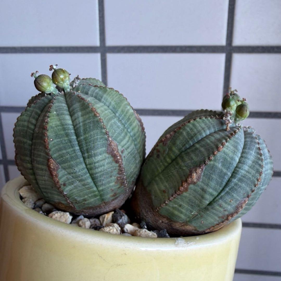 よ*ね様 ユーフォルビア オベサ 3頭 トリプルヘッド