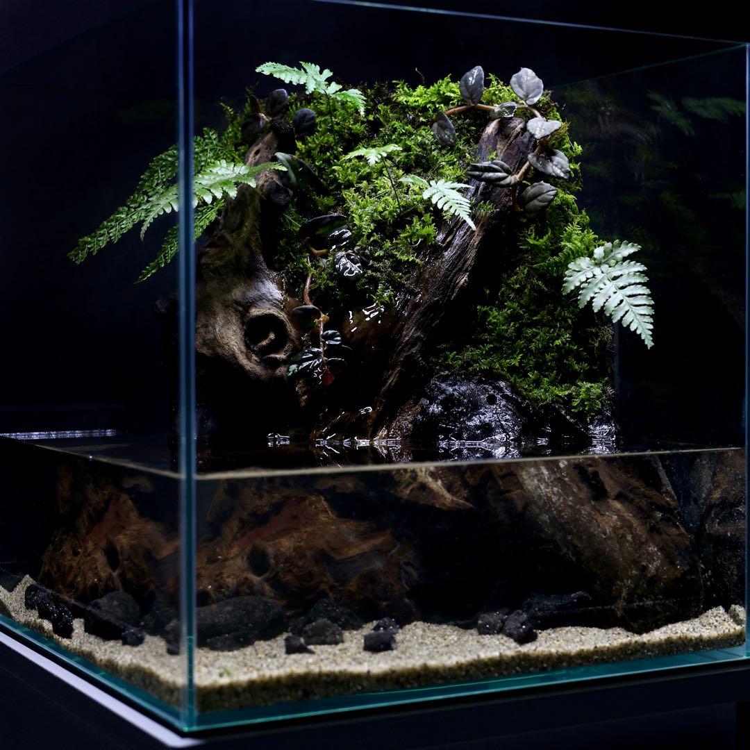 格安レイアウト水槽　アクアテラリウム