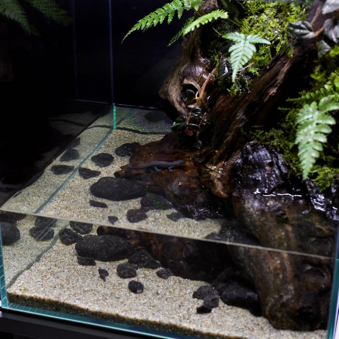 格安レイアウト水槽　アクアテラリウム