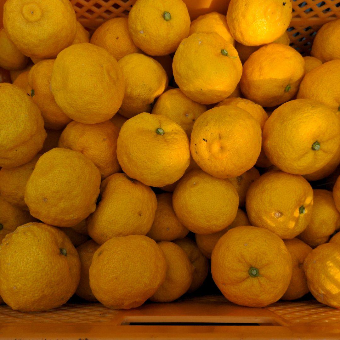 完熟本柚子（美品）２０kg。柚子胡椒、柚子ジャム、マーマレード、柚子酒、柚子風呂