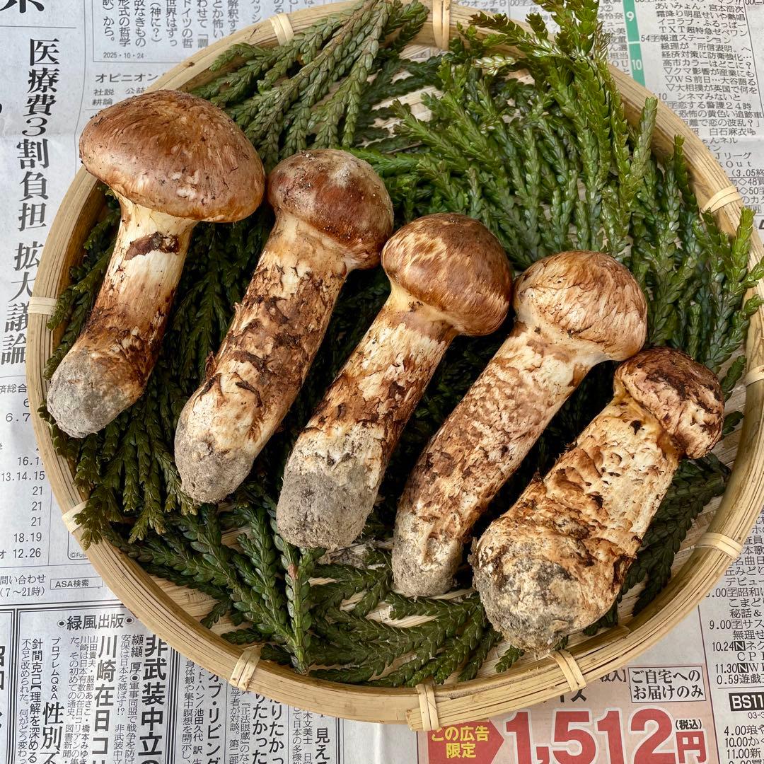 天然きのこ 松茸 国産 良品‼️ マツタケ まつたけ 森の凛さん採取 その193