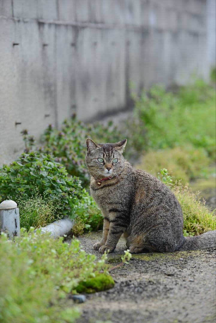 チ*プ様 AF-S VR Zoom-Nikkor ED 70-200mm F2.