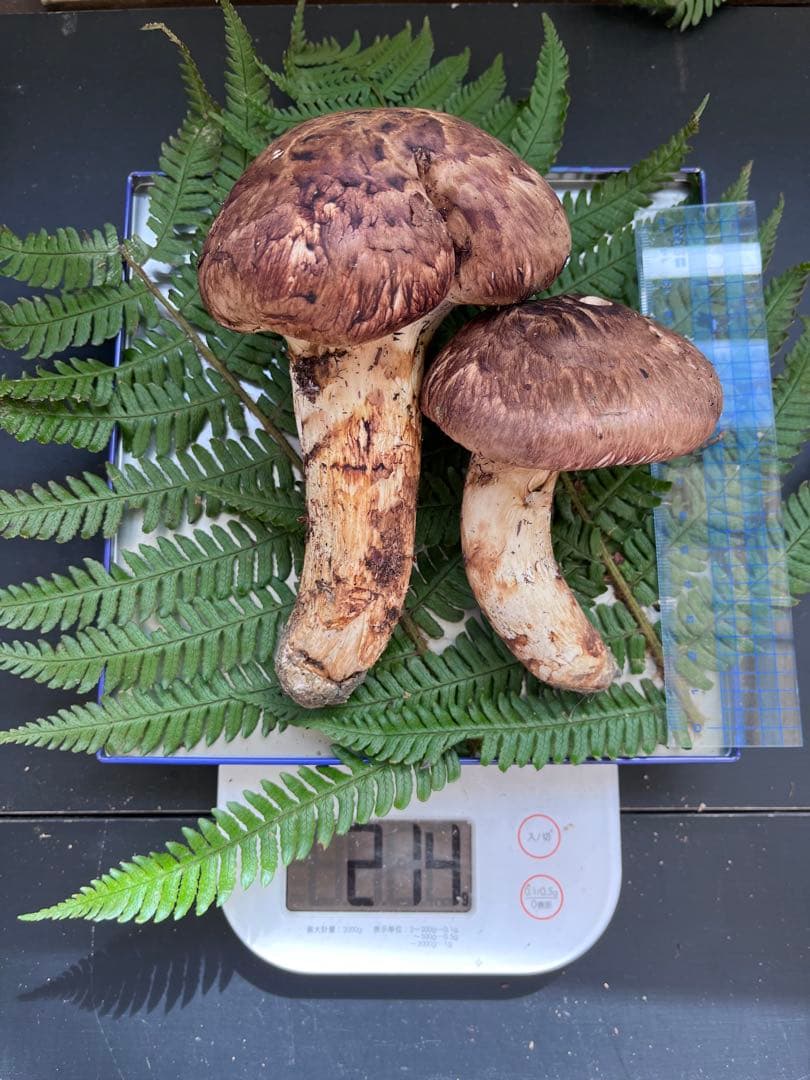 信州上伊那産　松茸③ 213g