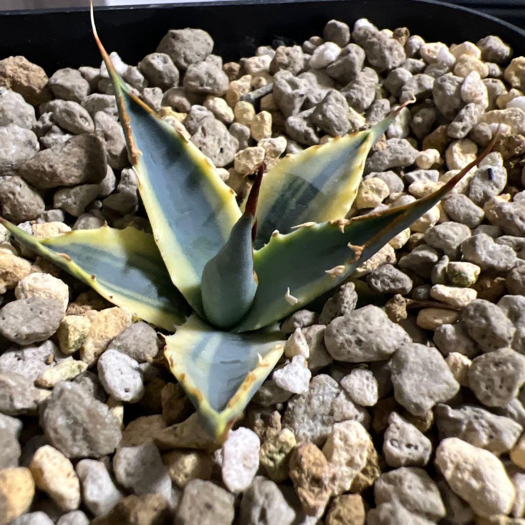 激レア　実生　エボリスピナ　鮮明斑入り