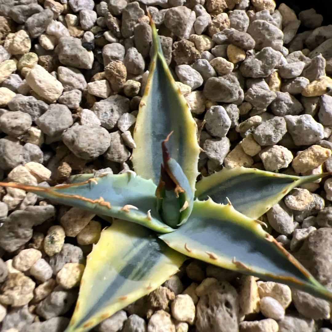 激レア　実生　エボリスピナ　鮮明斑入り