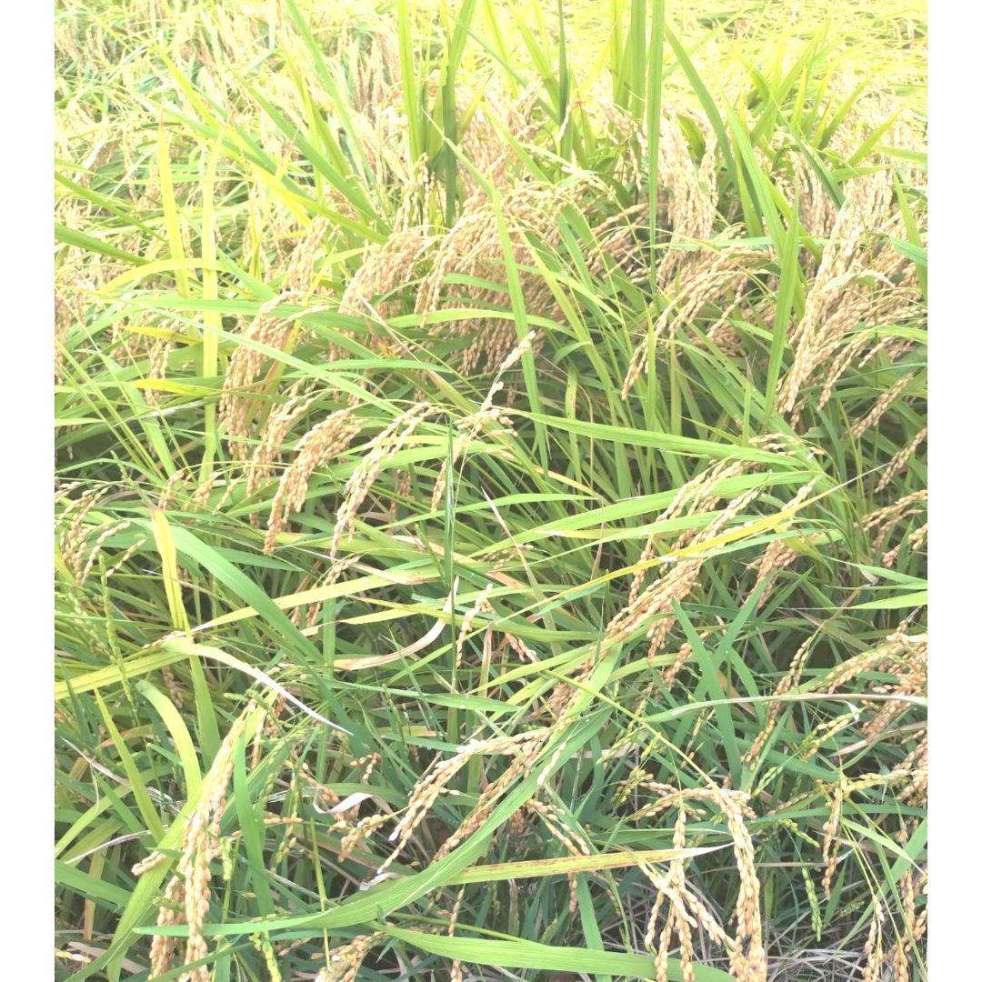 R7年富山県産コシヒカリ玄米5kg×4袋✳️関東、東海、信越、関西地域限定