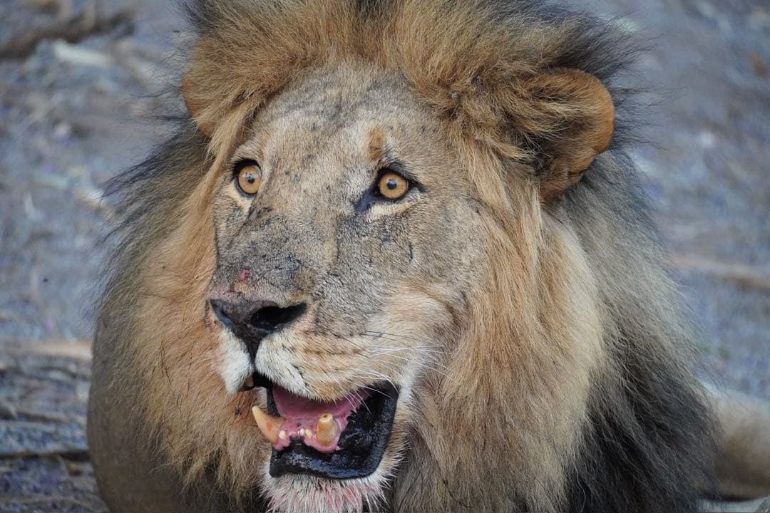 Sony 70-350mm 望遠ズーム SEL70350G