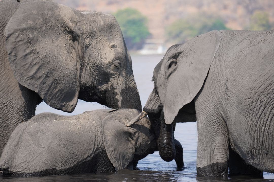 Sony 70-350mm 望遠ズーム SEL70350G