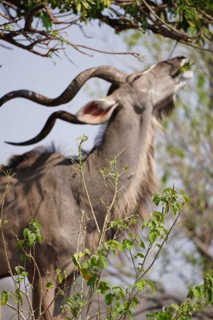 Sony 70-350mm 望遠ズーム SEL70350G