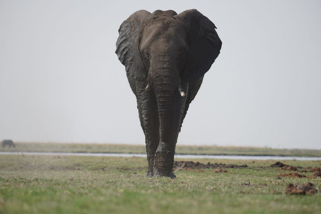 Sony 70-350mm 望遠ズーム SEL70350G