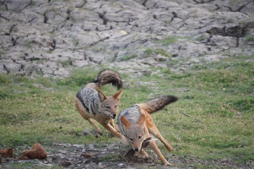 Sony 70-350mm 望遠ズーム SEL70350G