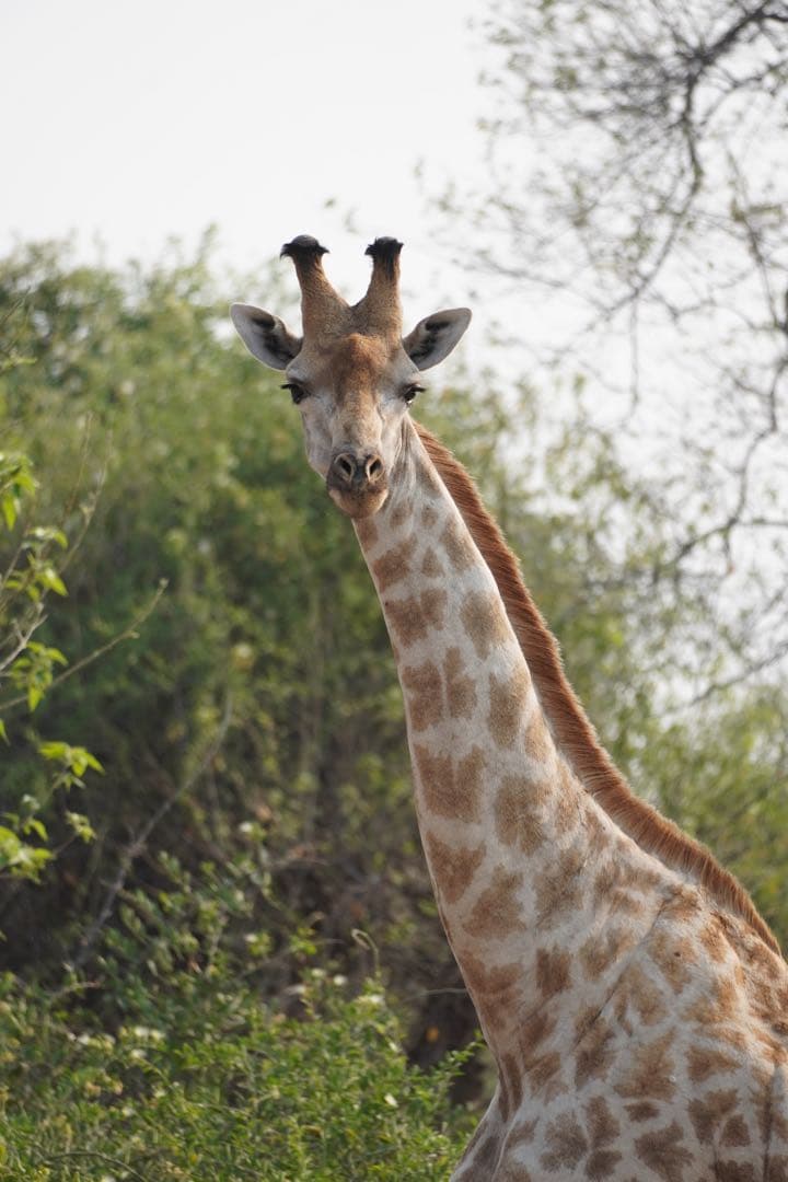 Sony 70-350mm 望遠ズーム SEL70350G