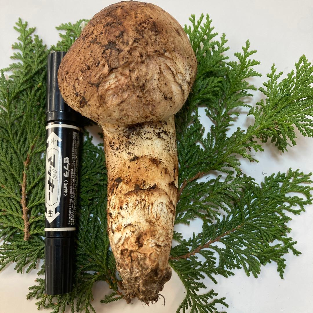 岩手県産　松茸　１本160g