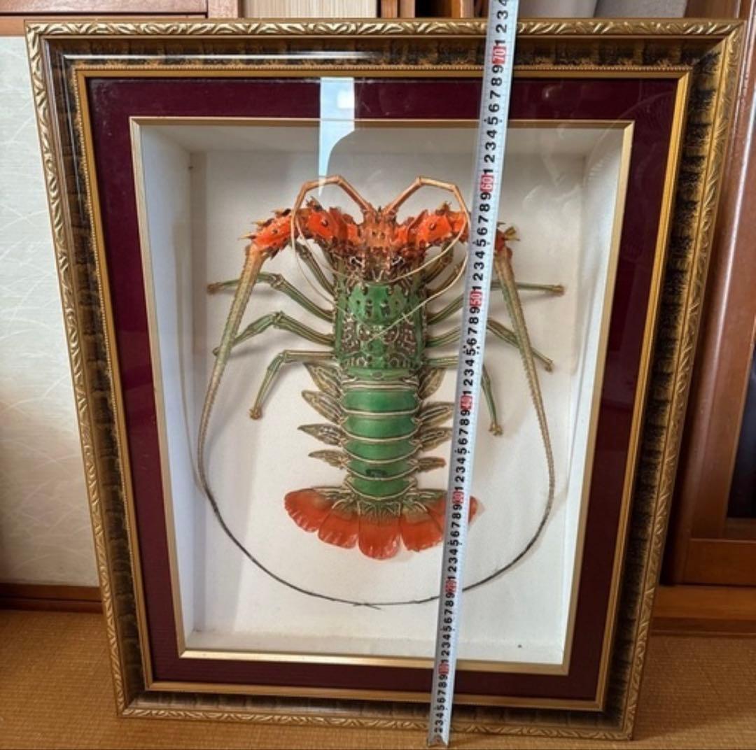 ゴシキエビ 標本 アンティーク