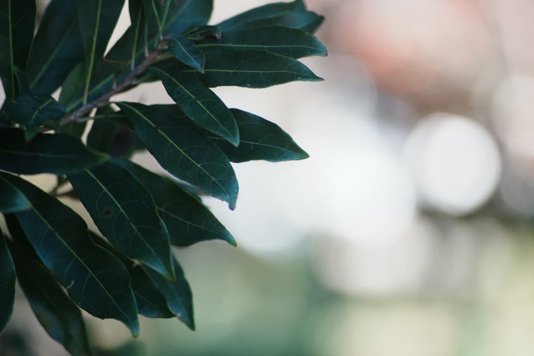 【整備＆テスト済】SMC PENTAX-A 135mm F2.8 503