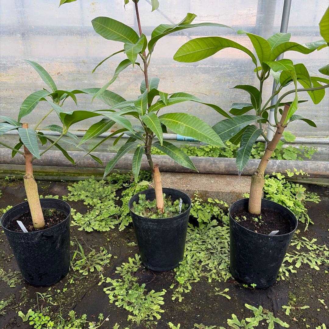 ラポザ　3本　6号サイズ