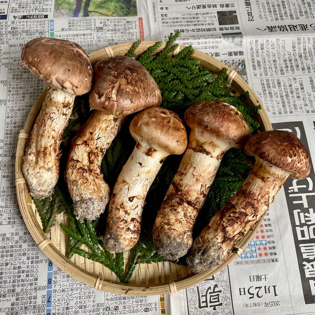 天然きのこ 松茸 国産 良品‼️ マツタケ まつたけ 森の凛さん採取 その149