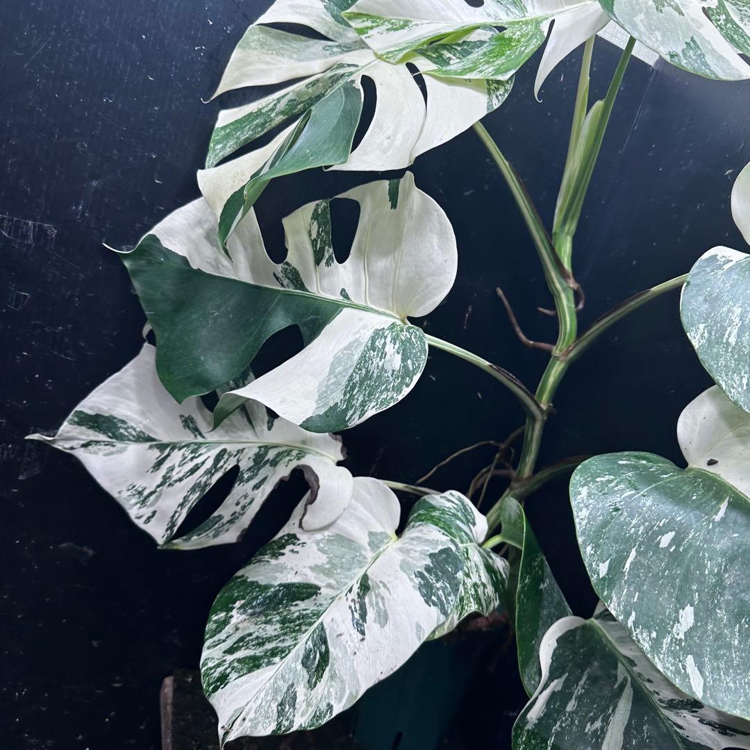 a*u様 斑入りモンステラ ホワイトタイガー極美大株70cm白斑多